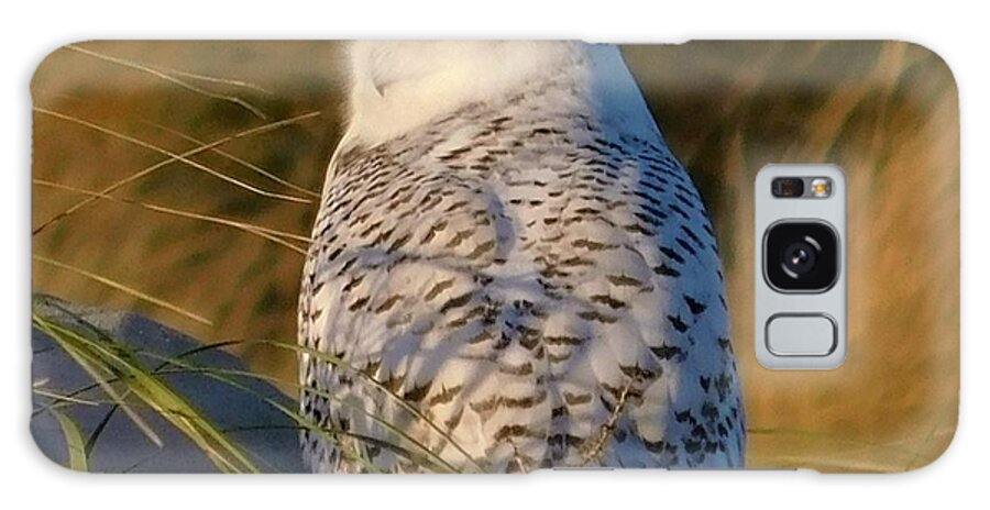 - Snowy Owl 2 Galaxy Case featuring the photograph - Snowy Owl 2 by THERESA Nye