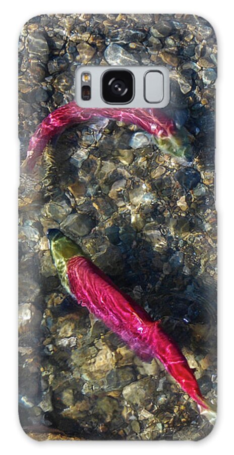 Adams River Galaxy Case featuring the photograph Sockeye Mate Selection by Nancy Gleason