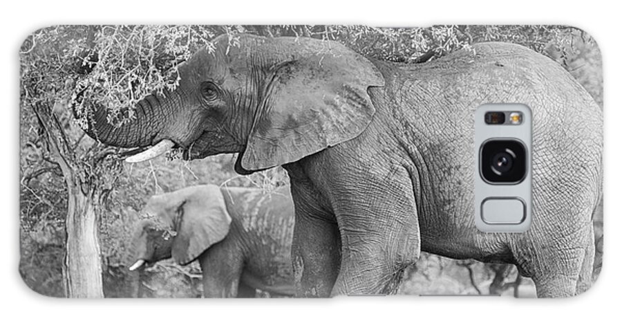 Elephant Coast Galaxy Case featuring the photograph South African Bull Elephant by Maresa Pryor-Luzier