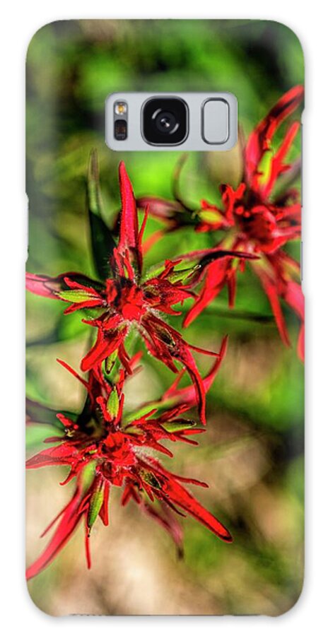 Red Galaxy Case featuring the photograph Spider Red Flower by Pamela Dunn-Parrish