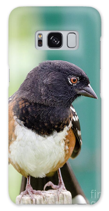Bird Galaxy Case featuring the photograph Spotted Towhee Eyelashes by Kristine Anderson
