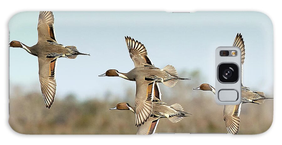 Waterfowl Galaxy Case featuring the photograph Sprigs by Jim E Johnson
