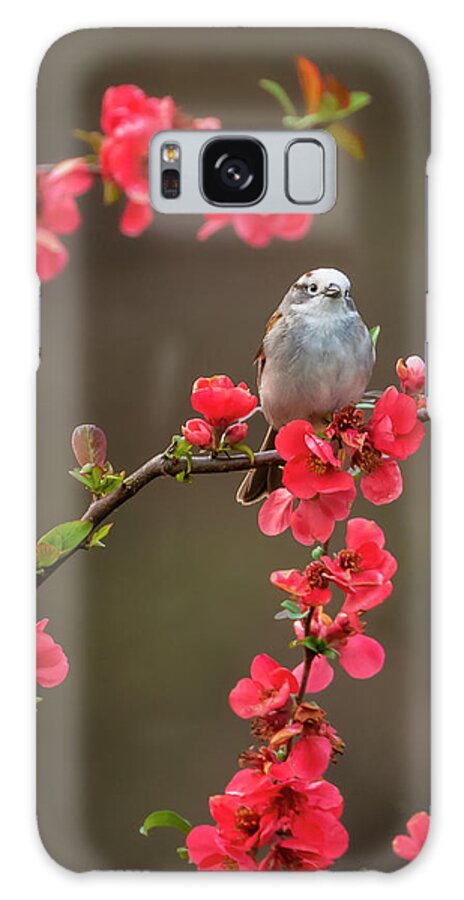Chipping Sparrow Galaxy Case featuring the photograph Spring Messenger by Jurgen Lorenzen