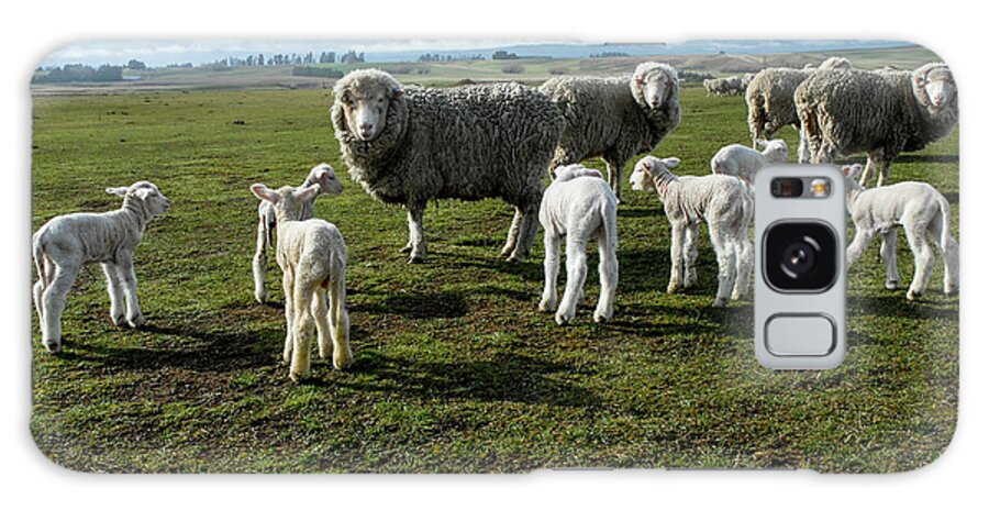 Sheep Galaxy Case featuring the photograph Springtime Babies - High Country Sheep Muster, South Island, New Zealand by Earth And Spirit