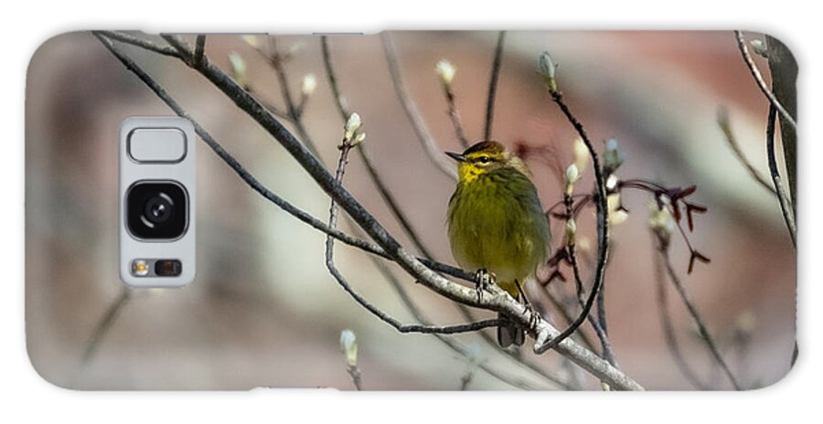 Bird Galaxy Case featuring the photograph Springtime Warbler by Linda Bonaccorsi
