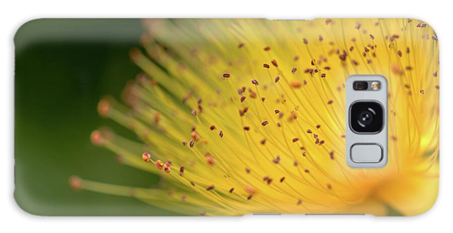 Nature Galaxy Case featuring the photograph St Johns Wort Bloom by Stephen Melia