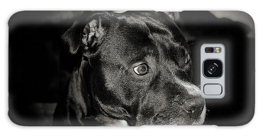 Staffordshire Bull Galaxy Case featuring the photograph Staffordshire Bull Black and White by Watto Photos