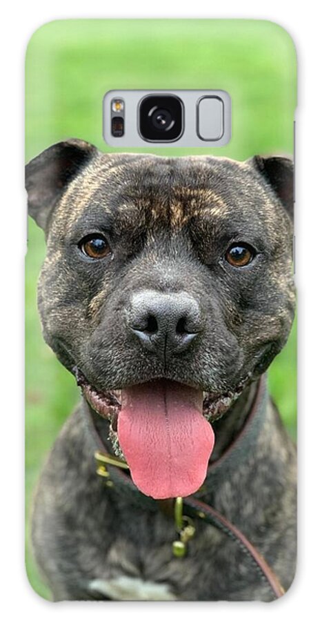 Dog Staffy Stafordshire Galaxy Case featuring the photograph Staffy Dog by Andreea Maria Ivancu