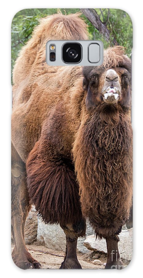 Brown Galaxy Case featuring the photograph Stare Down Challenge by David Levin