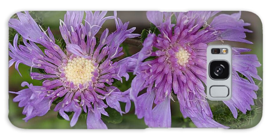 Stoke’s Aster Galaxy Case featuring the photograph Stoke's Aster Flower 5 by Mingming Jiang