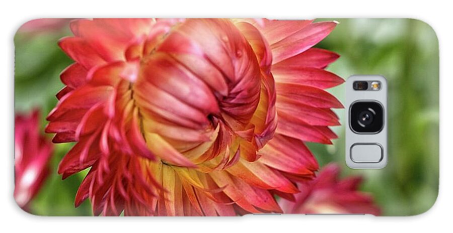 Flowers Galaxy Case featuring the photograph Strawflower in Bloom by Patricia Youngquist