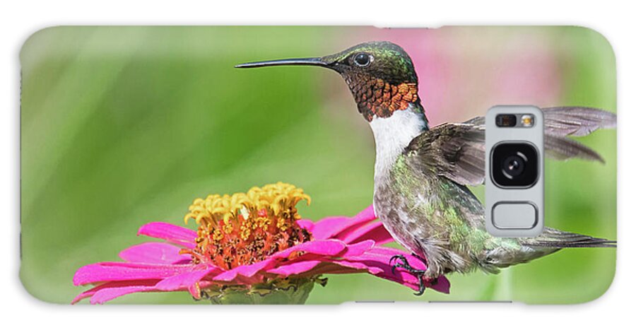 Ruby Throated Hummingbird Galaxy Case featuring the photograph Strike a Pose by Linda Shannon Morgan