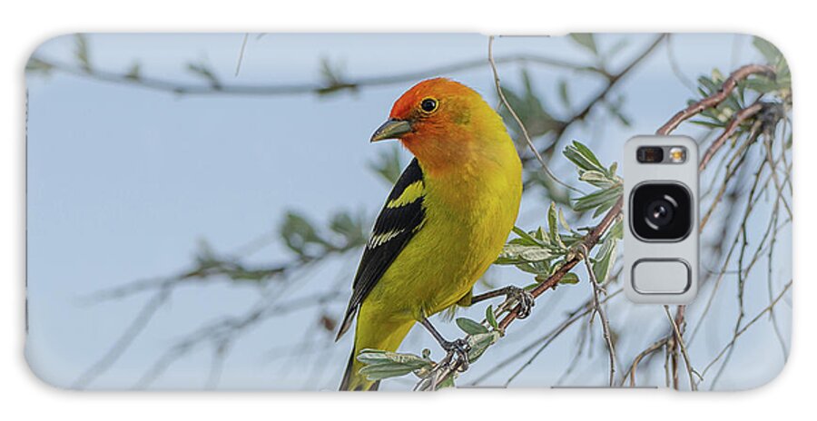 Idaho Tanager Galaxy Case featuring the photograph Stunning Idaho Tanager by Yeates Photography