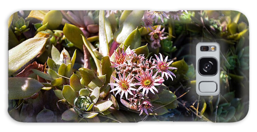 Hens And Chicks Succulents Galaxy Case featuring the photograph Summertime Succulents by Kristin Hatt