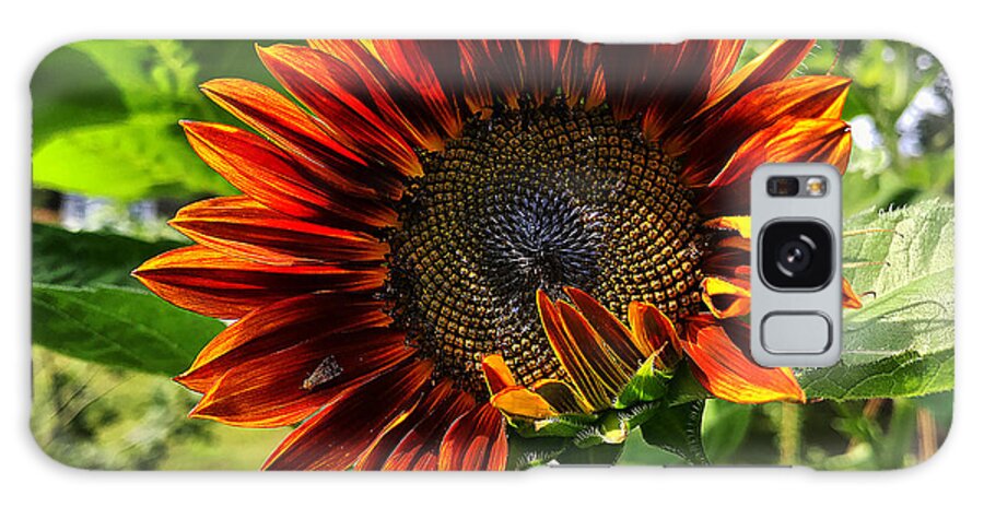  Galaxy Case featuring the photograph Sunflower 1 by Stephen Dorton
