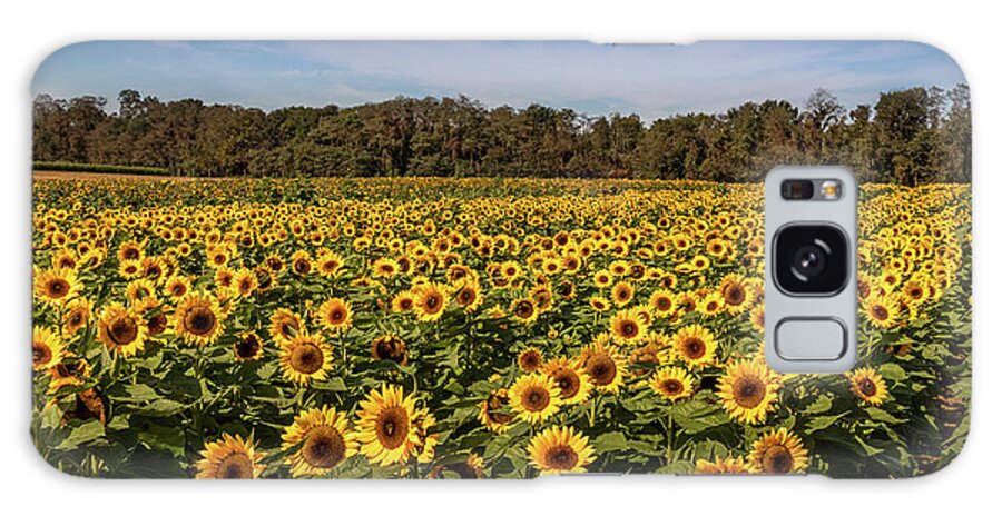 Sunflowers Galaxy Case featuring the photograph Sunflower Field by Elvira Peretsman