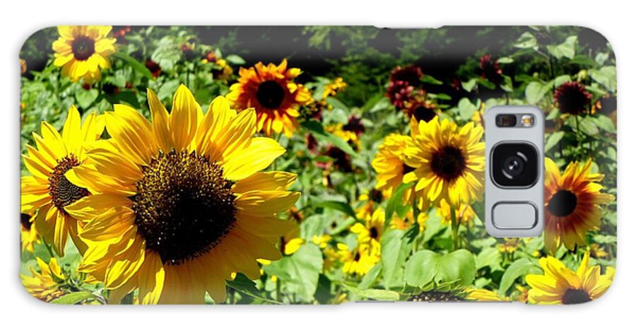 Sunflowers Galaxy Case featuring the photograph Sunflower field by Lynn Hunt
