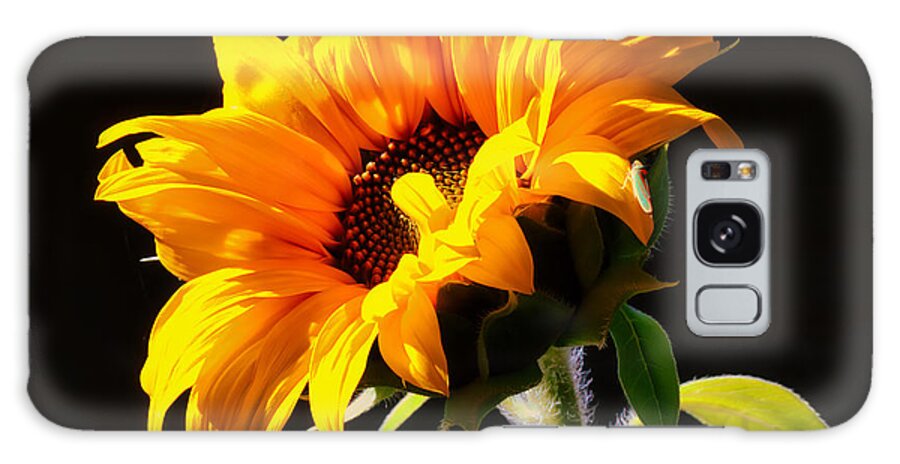 Sunflower Galaxy Case featuring the photograph Sunflower isloated on black by Bruce Block