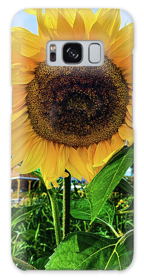 Flower Galaxy Case featuring the photograph Sunflower by Jim Feldman