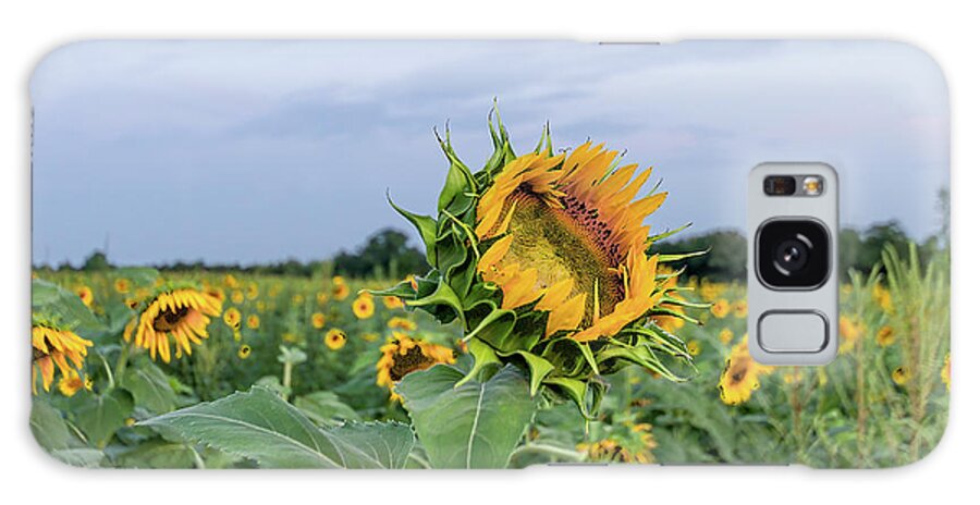 Sunflower Galaxy Case featuring the photograph Sunflower King by John Kirkland