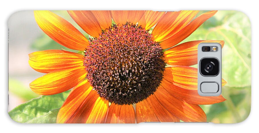 Sunflower Galaxy Case featuring the photograph Sunflower - New Harmony Indiana - Moments Collection by Bill Ressl