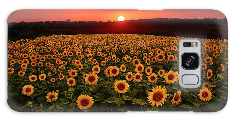 Sunflower Galaxy Case featuring the photograph Sunflower Sunset by Eilish Palmer