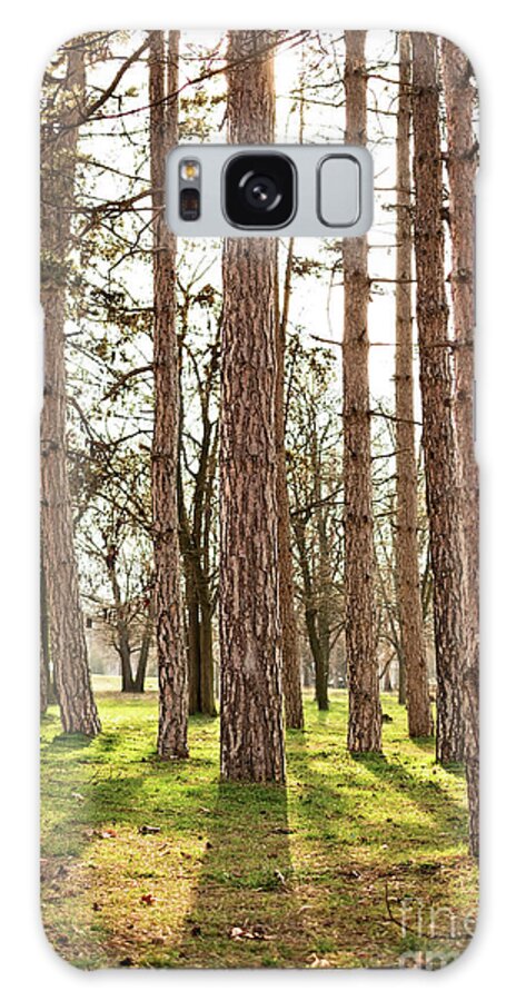 Forest Galaxy Case featuring the photograph Sunny pine tree forest by Mendelex Photography