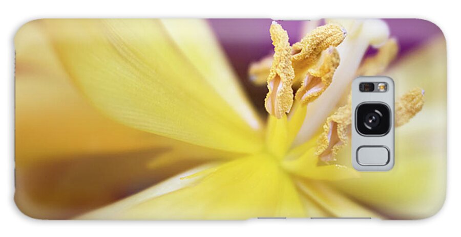 Tulip Galaxy Case featuring the photograph Sunshine Glow by Elvira Peretsman