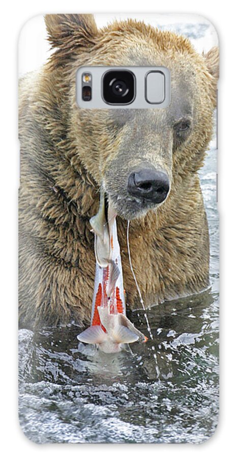 Bear Galaxy Case featuring the photograph Sushi for lunch by Ed Stokes