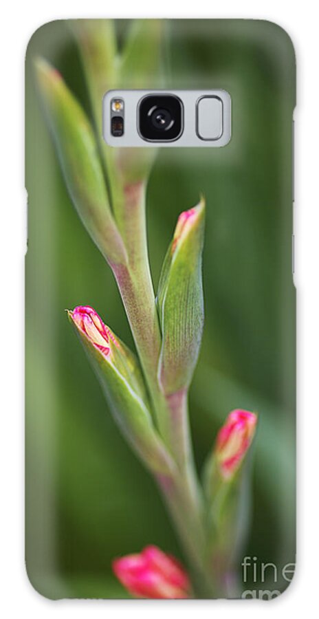 Gladiolus Galaxy Case featuring the photograph Sword Lily Buds by Joy Watson