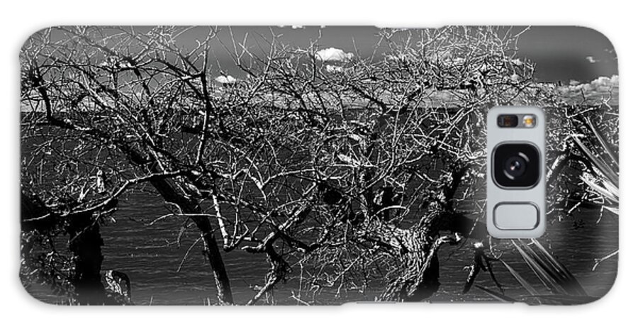 Tree Galaxy Case featuring the photograph The Bare Tree by George Taylor