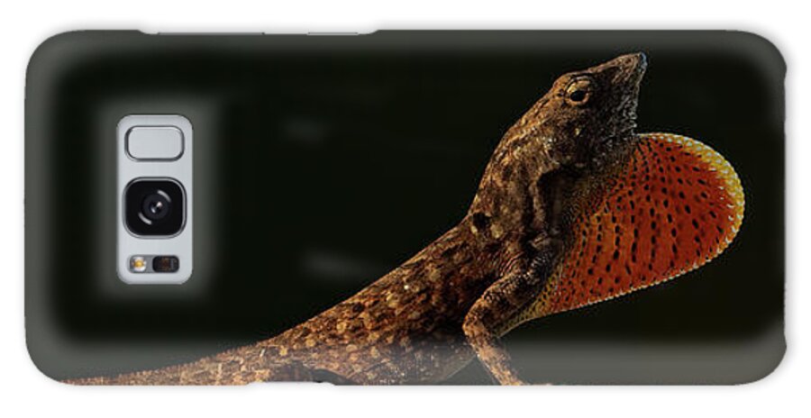 Brown Anole Galaxy Case featuring the photograph The Display by RD Allen