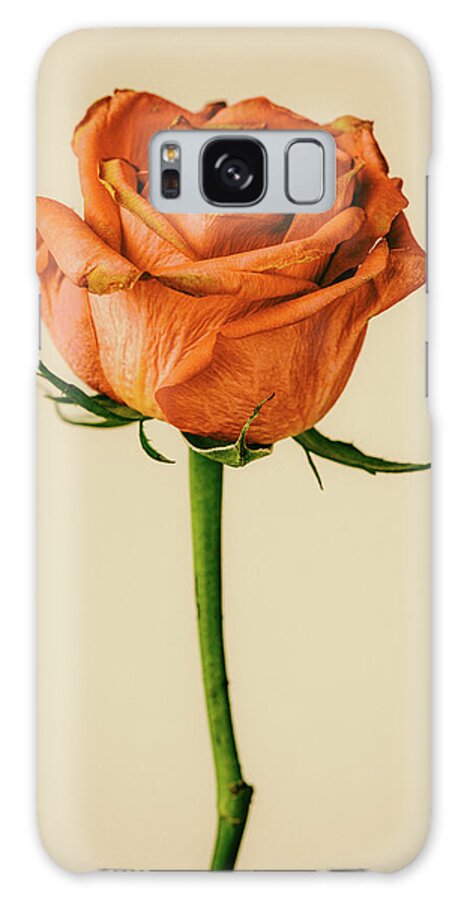 Rose Galaxy Case featuring the photograph The Dying Rose 2 by Tanya C Smith