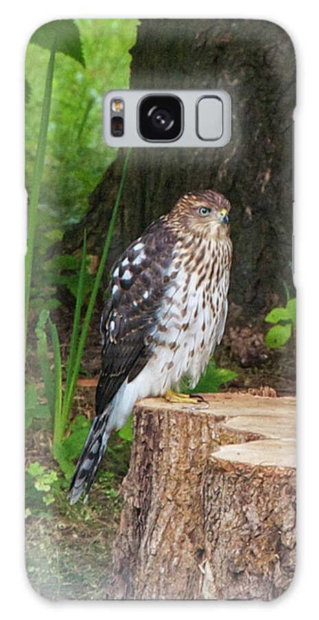 Harrier Galaxy Case featuring the photograph The Great Harrier by Kristin Hatt