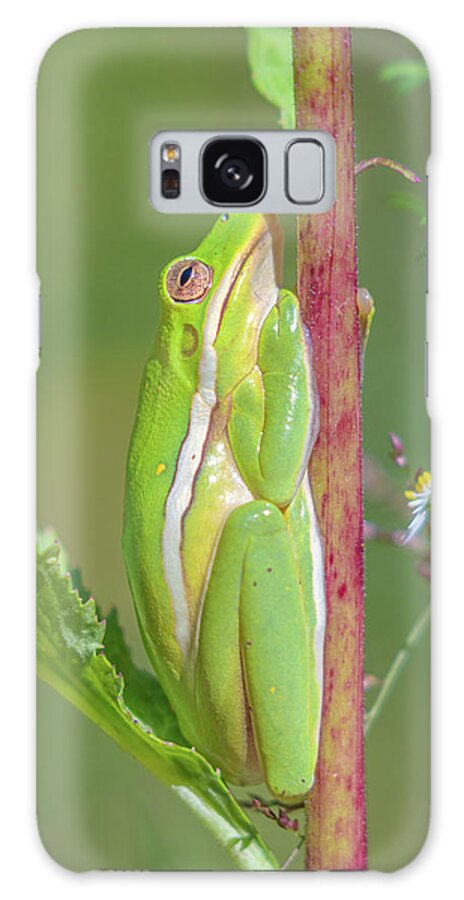 Amphibian Galaxy Case featuring the photograph The Green Tree Frog by Jordan Hill