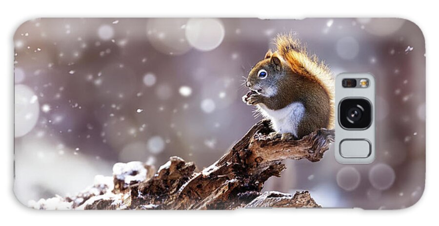  Animal Galaxy Case featuring the photograph The Magic Squirrel by Mircea Costina Photography