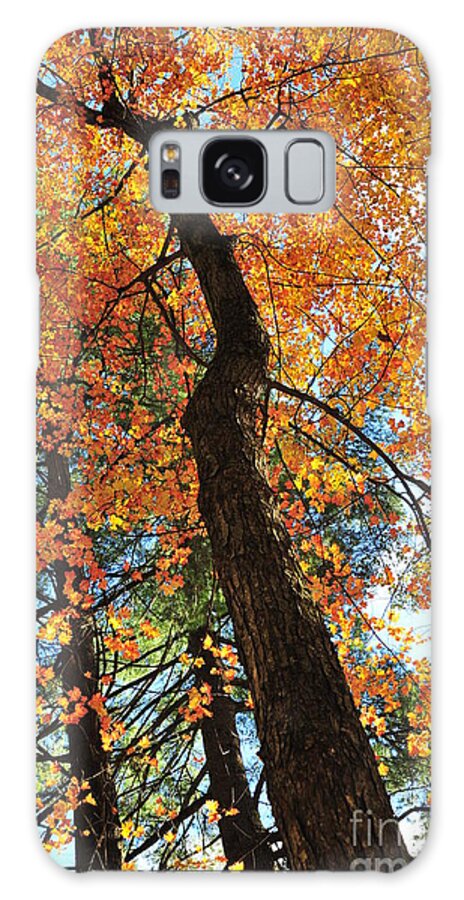 Autumn Galaxy Case featuring the photograph Things Are Looking Up 3 by Terri Gostola
