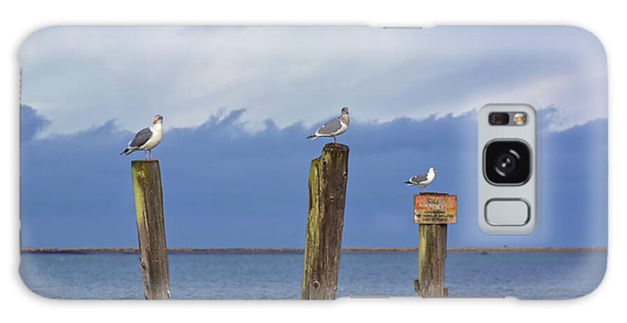 Seagull Galaxy Case featuring the photograph Three Amigos by Loyd Towe Photography