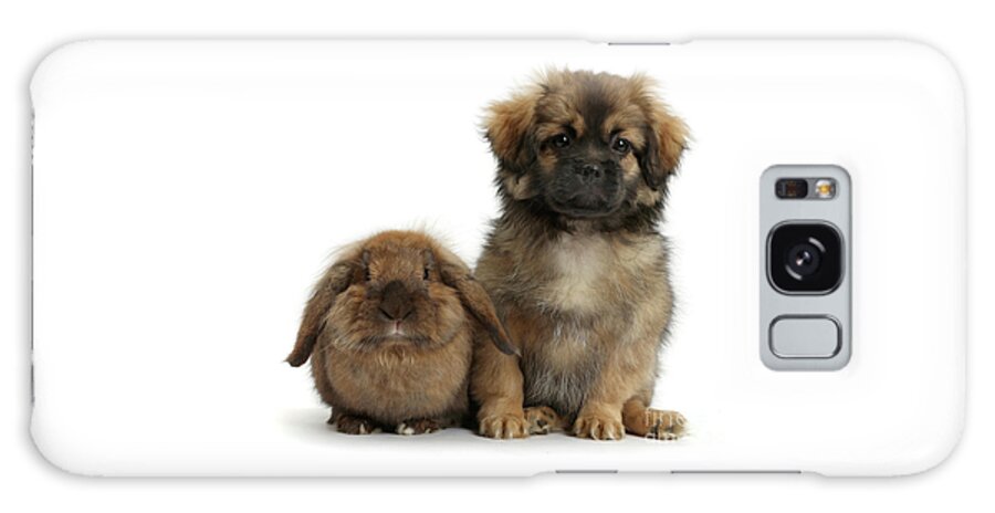 Tibetan Spaniel Galaxy Case featuring the photograph Tibetan Spaniel dog puppy and rabbit by Warren Photographic