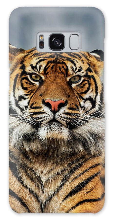Tiger Galaxy Case featuring the photograph Tiger Stare by Andrew Dickman