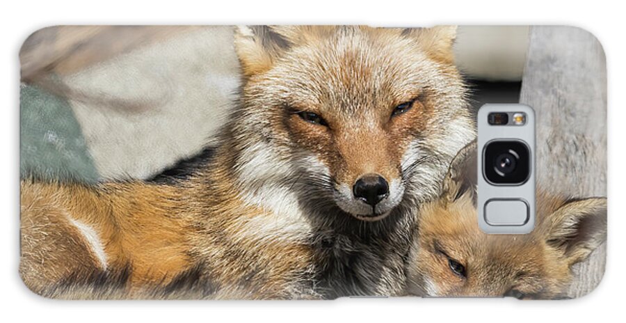 Red Fox Galaxy Case featuring the photograph Time With Mom by Everet Regal