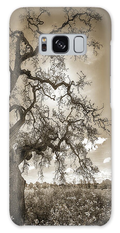 Tree Galaxy Case featuring the photograph TREE AND LIFE, SEPIA, California by Don Schimmel