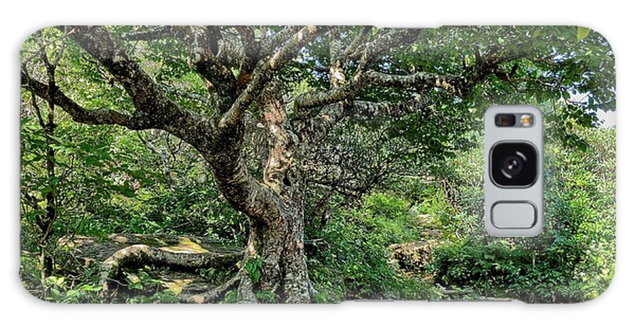 Tree Galaxy Case featuring the photograph Tree of Wonder by Allen Nice-Webb