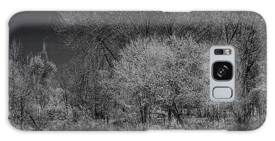 Trees Galaxy Case featuring the photograph Trees in Spring Black and White infrared by Alan Goldberg