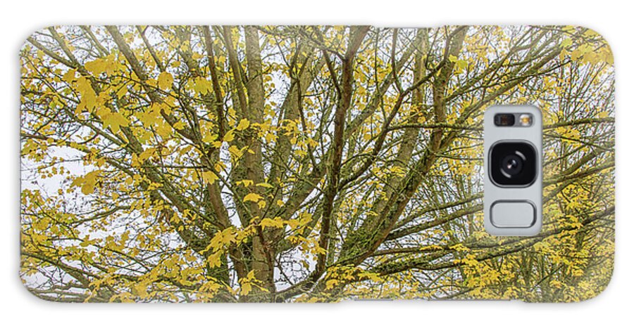 Trent Park Galaxy Case featuring the photograph Trent Park Trees Fall 2 by Edmund Peston