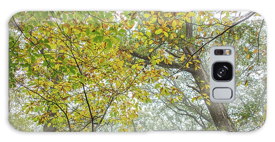 Trent Park Galaxy Case featuring the photograph Trent Park Trees Fall 9 by Edmund Peston