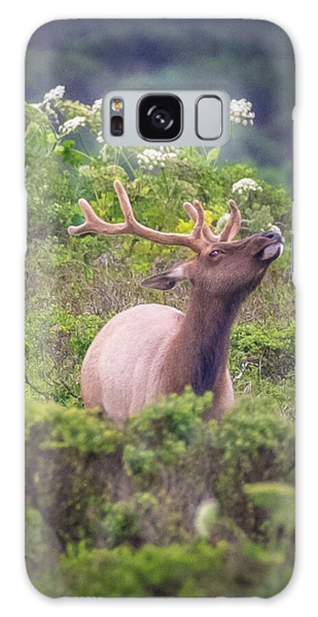 Elk Galaxy Case featuring the photograph Tule Elk Smelling the Fresh Air by Erin K Images