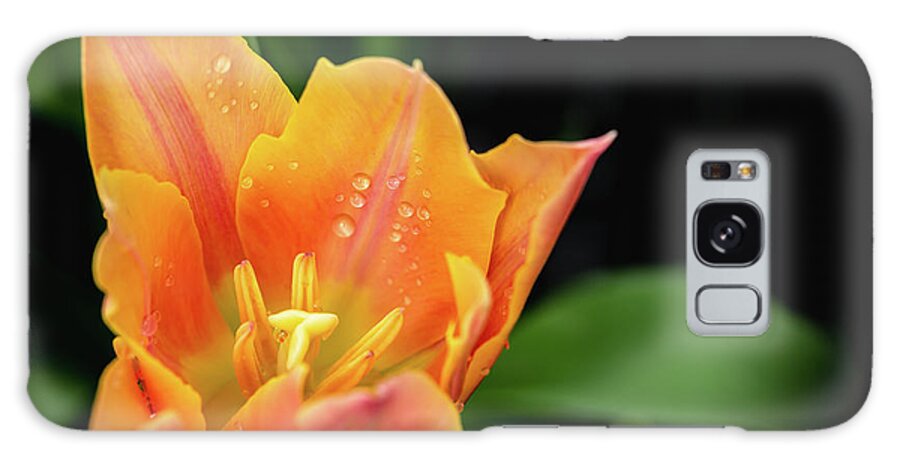 Flowers Galaxy Case featuring the photograph Tulip by David Lee