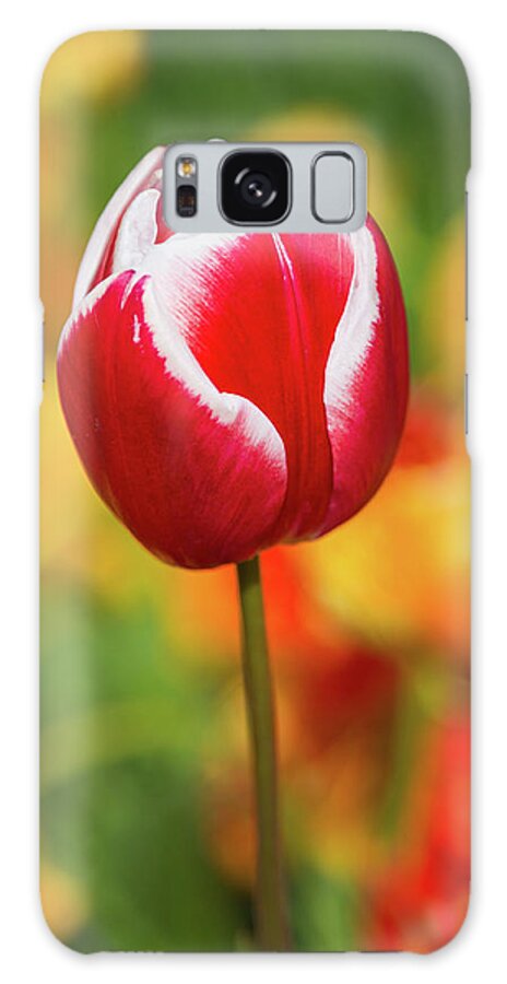 Europe Galaxy Case featuring the photograph Tulip by Jim Miller