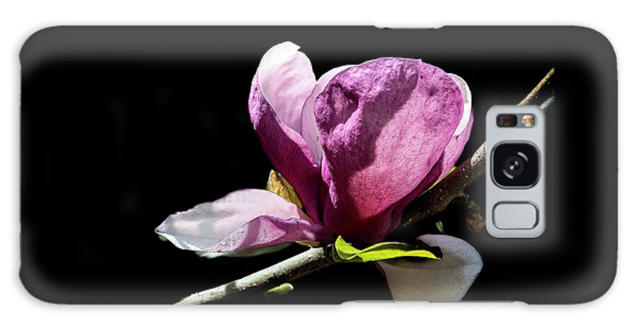 Tulip Galaxy Case featuring the photograph Tulip Magnolia by Cheri Freeman